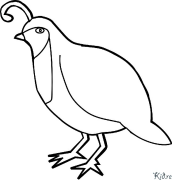 quail Printable Coloring Nplooj Ntawv